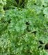 Parsley health benefits and uses