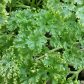 Parsley health benefits and uses