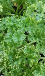 Parsley health benefits and uses