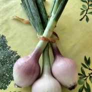 Onion Health Benefits